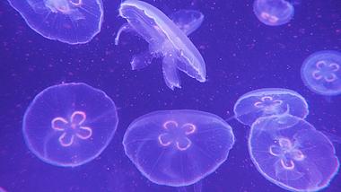 4K海中夜光水母漂浮浮生物海洋风景海底世界视频的预览图