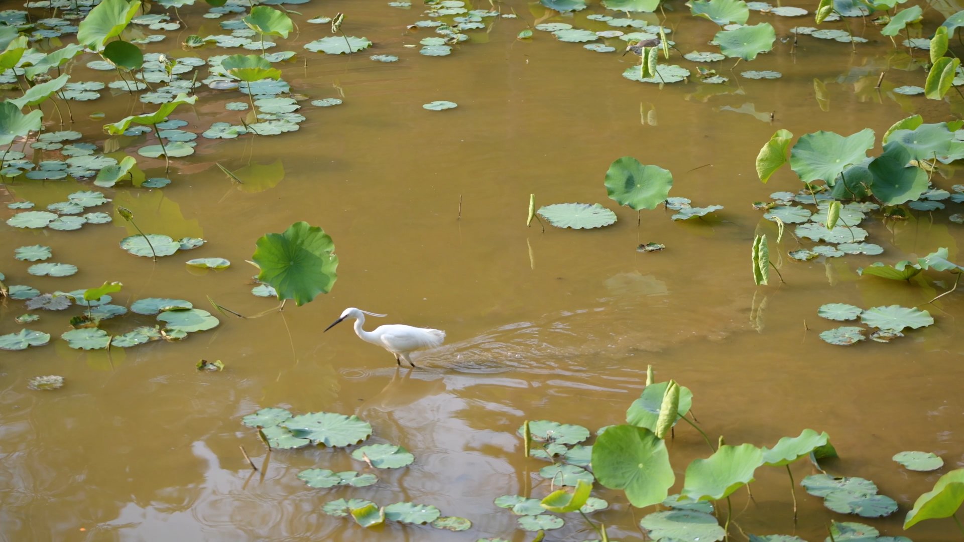 4K白色鹤鸟儿再荷叶的池塘里抓鱼视频的预览图