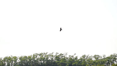 4k老鹰在高空中盘旋飞翔视频视频的预览图