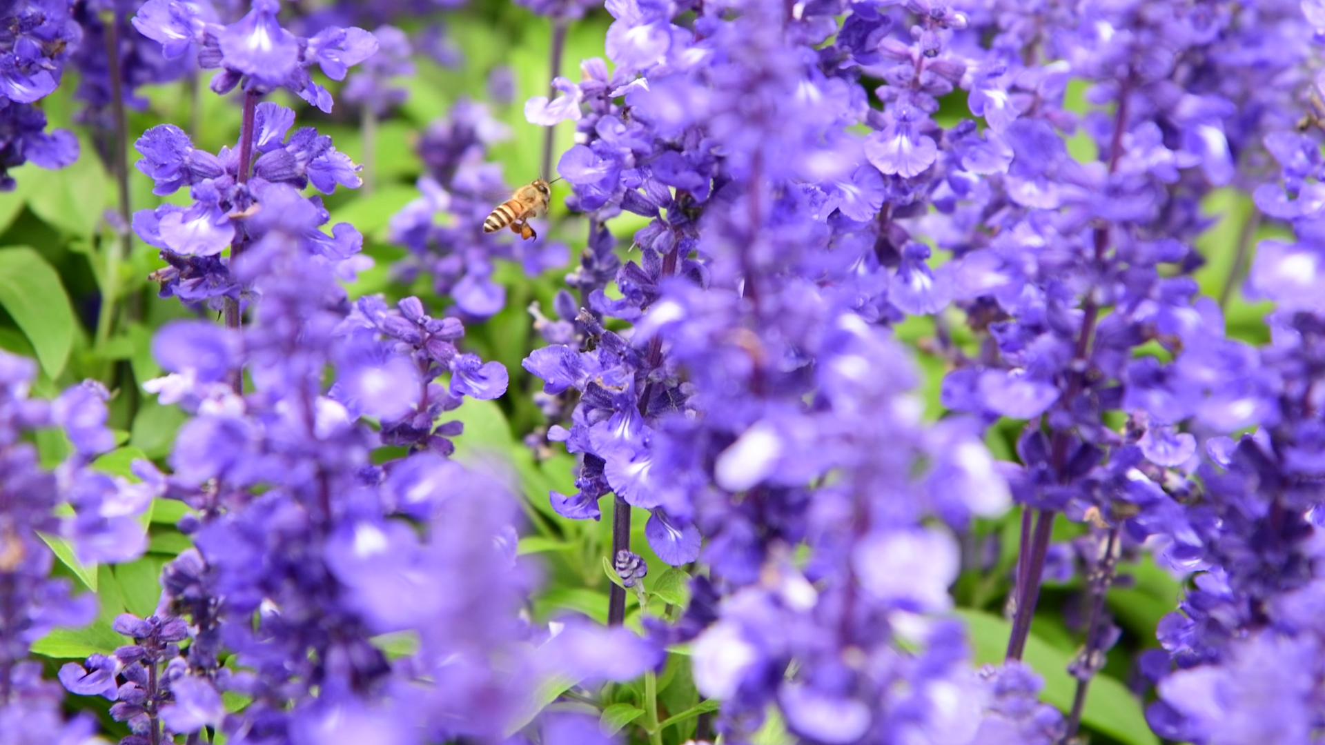 4K蜜蜂在盛开的紫色鼠尾草薰衣草中间采蜜风景空镜视频的预览图