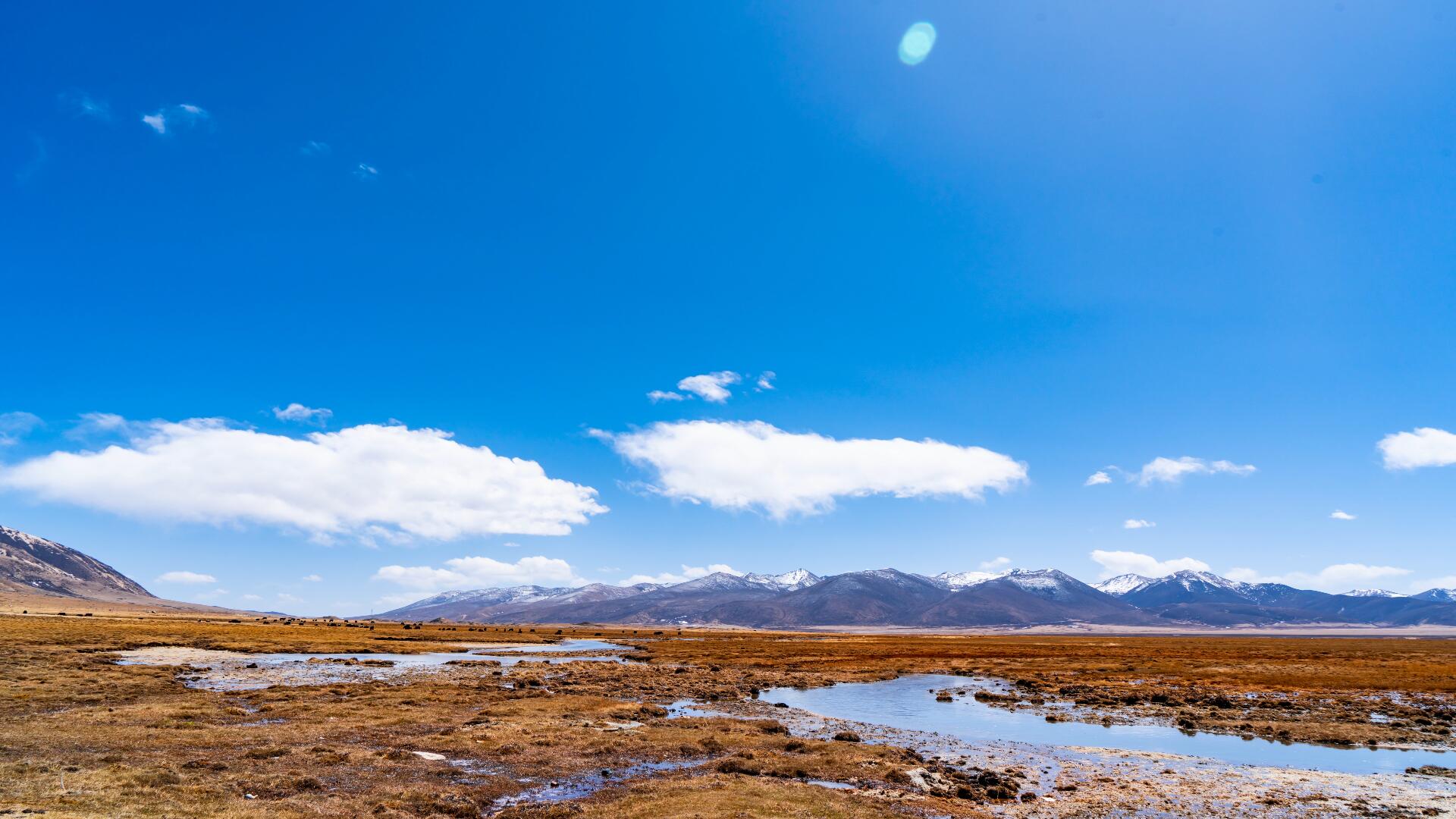 8K西藏旅游风景川西高原草原上的牦牛蓝天白云延时视频的预览图