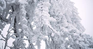 4K实拍冬天雾凇风景空镜视频素材视频的预览图