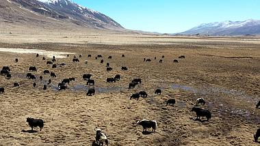 4K青藏高原黄草原耗牛生态环境航拍视频的预览图