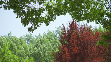 4k夏天微风吹动树叶唯美自然风景空镜视频视频的预览图
