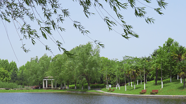 4k夏天公园湖边绿色柳树自然风景空镜视频视频的预览图