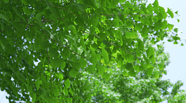 4k夏天阳光下的绿植银杏树风景绿色树叶自然风景空镜视频的预览图