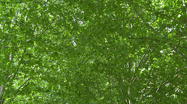 4k夏天绿色梧桐树林荫小道光影树影风景空镜视频的预览图