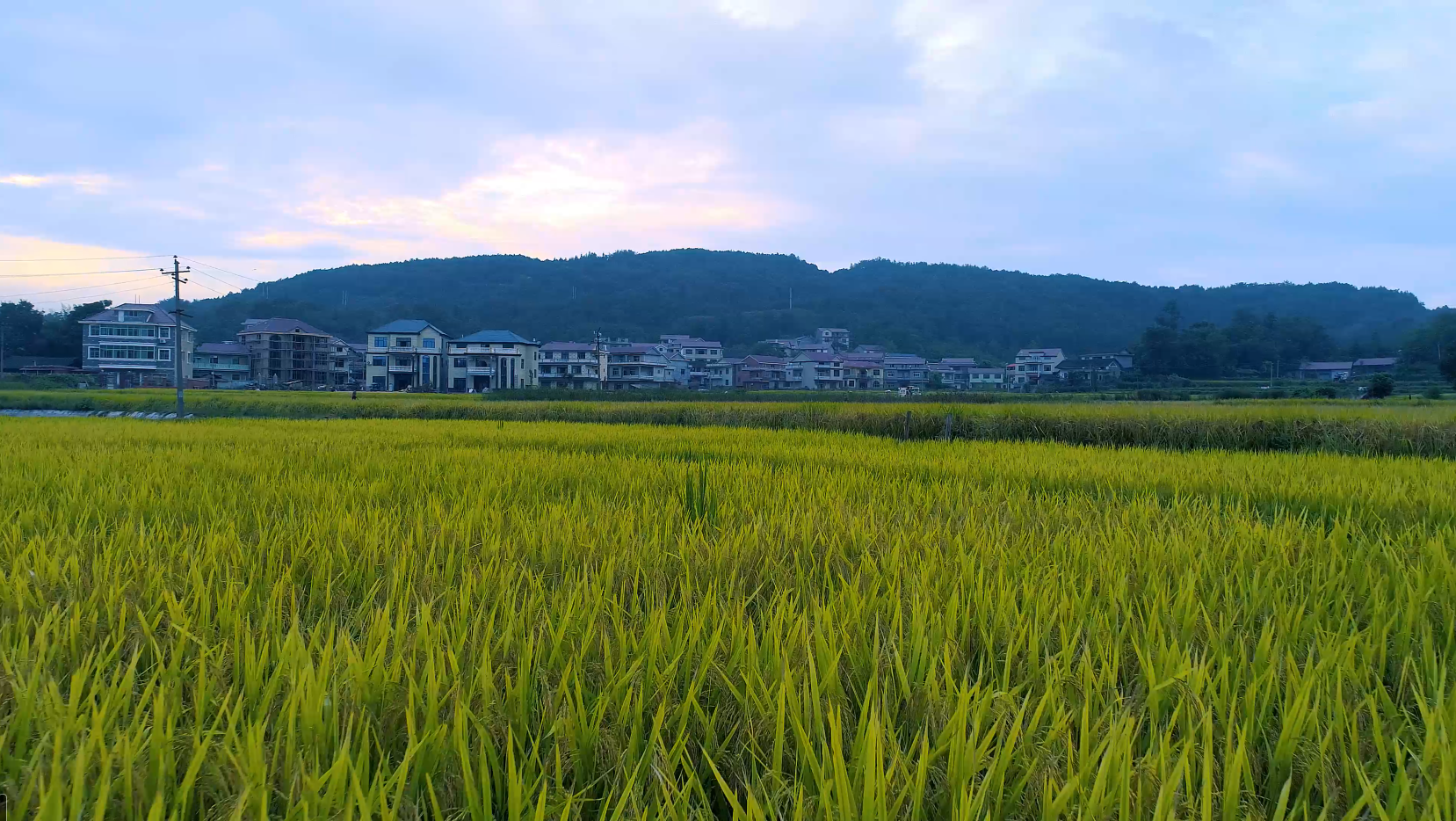 4K航拍稻田万亩水稻农作物粮食视频的预览图