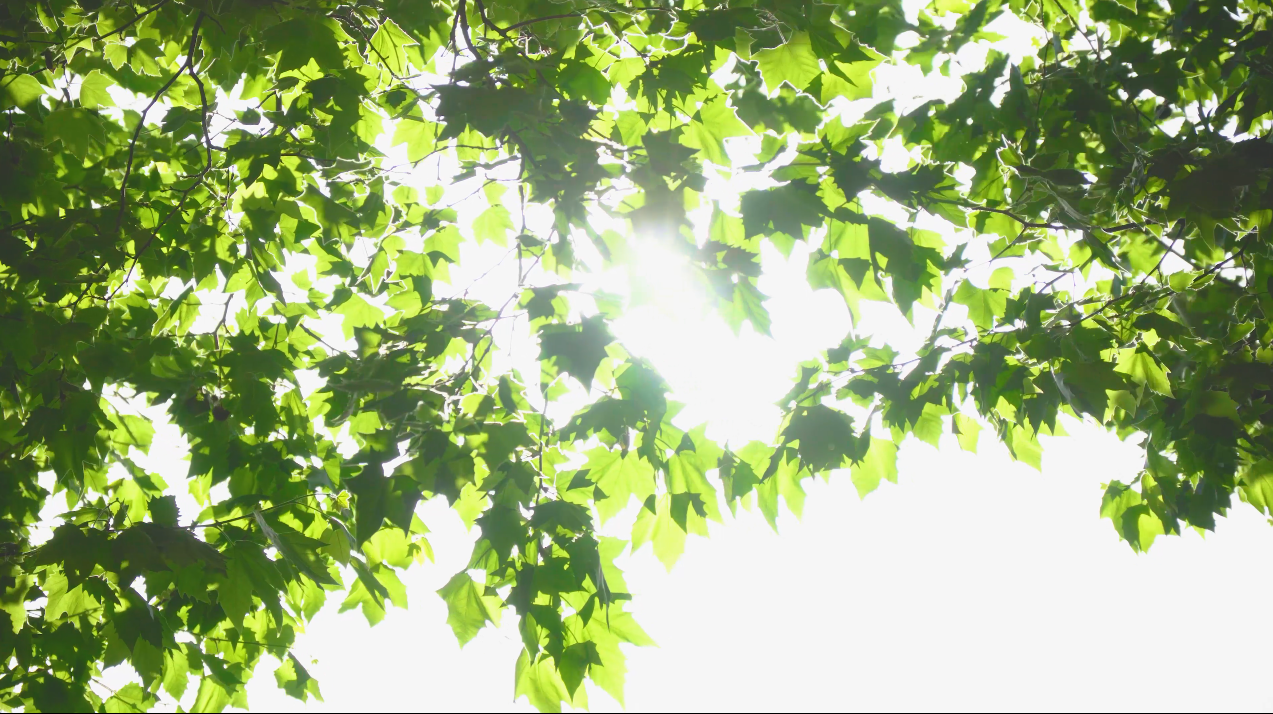 4K实拍夏天阳光穿过树叶风景空镜视频的预览图