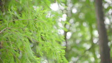 4k实拍夏天微风中摇曳的绿色树叶风景空镜视频视频的预览图
