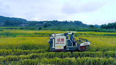 4K航拍丰收稻田收割机收割水稻农作物粮食农业经济发展视频的预览图