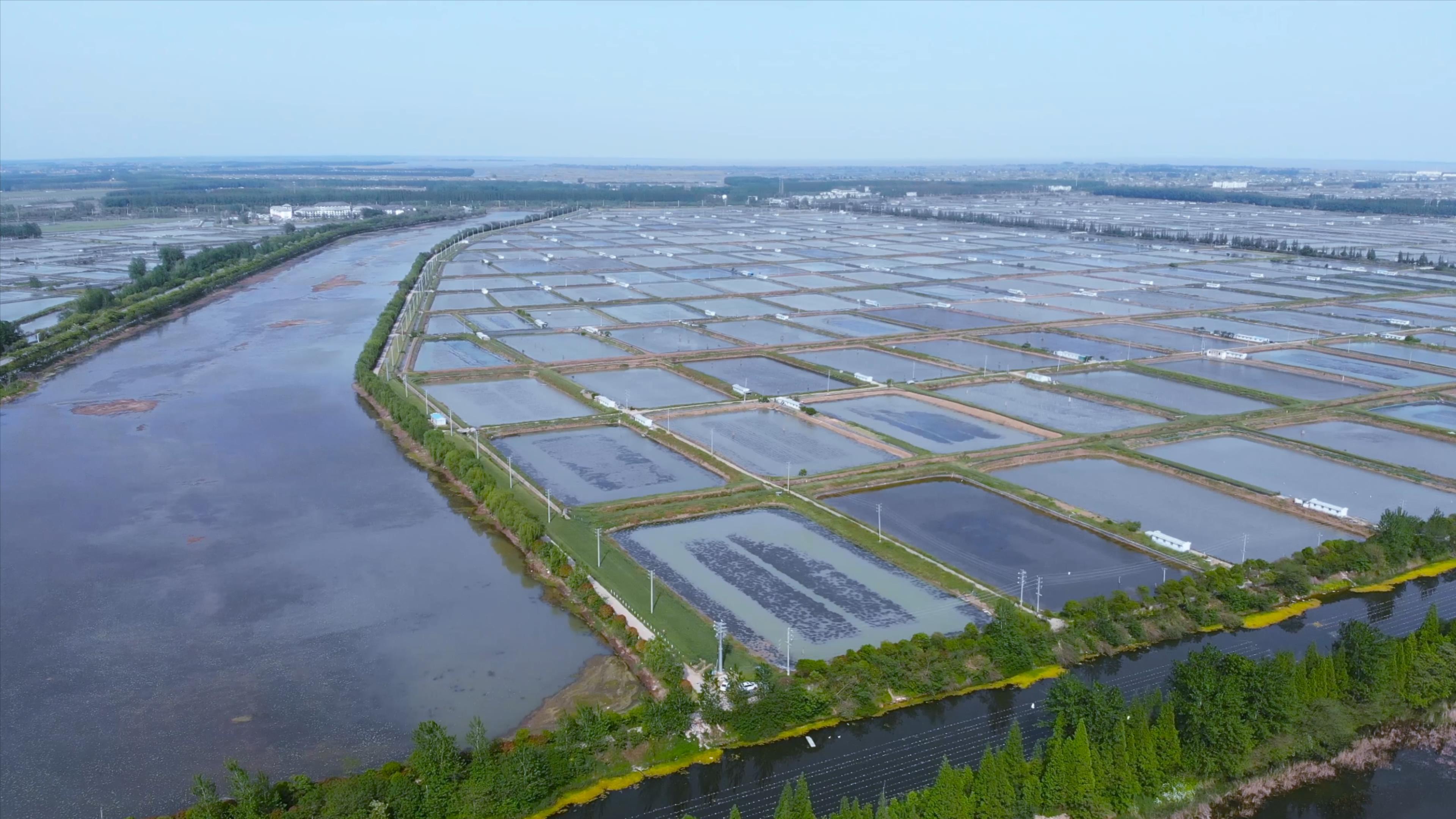 4K航拍田园水塘龙虾养殖农业养殖视频视频的预览图