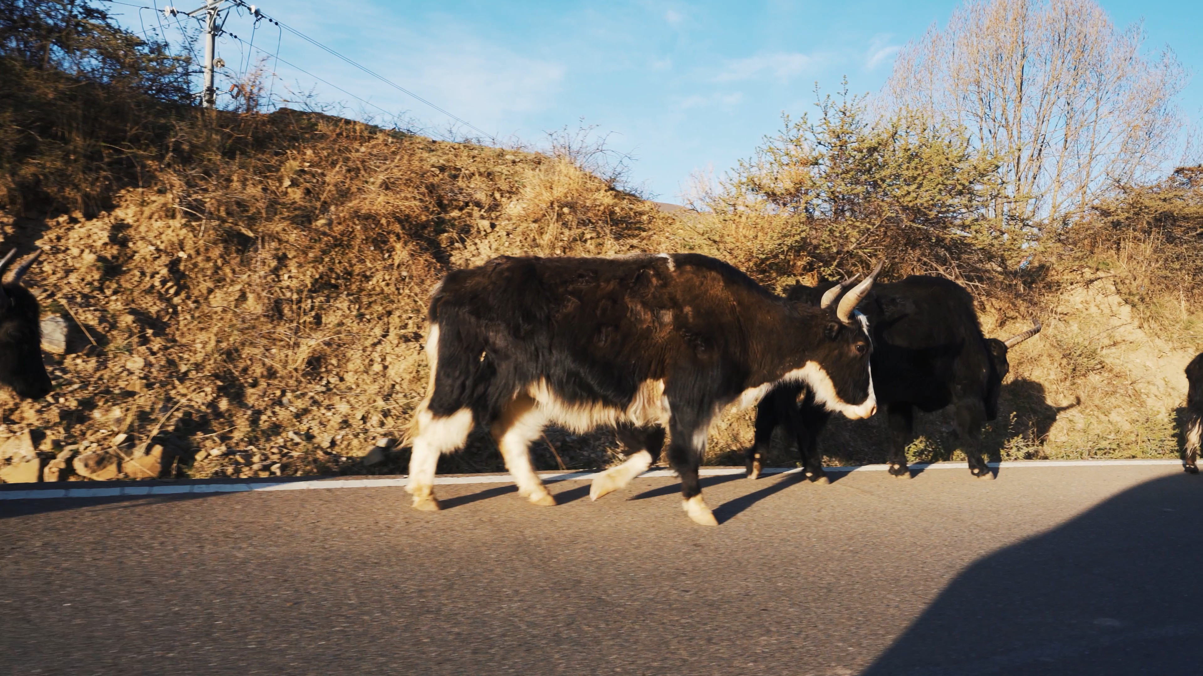 4k公路上牛群行走放牛畜牧业实拍视频的预览图