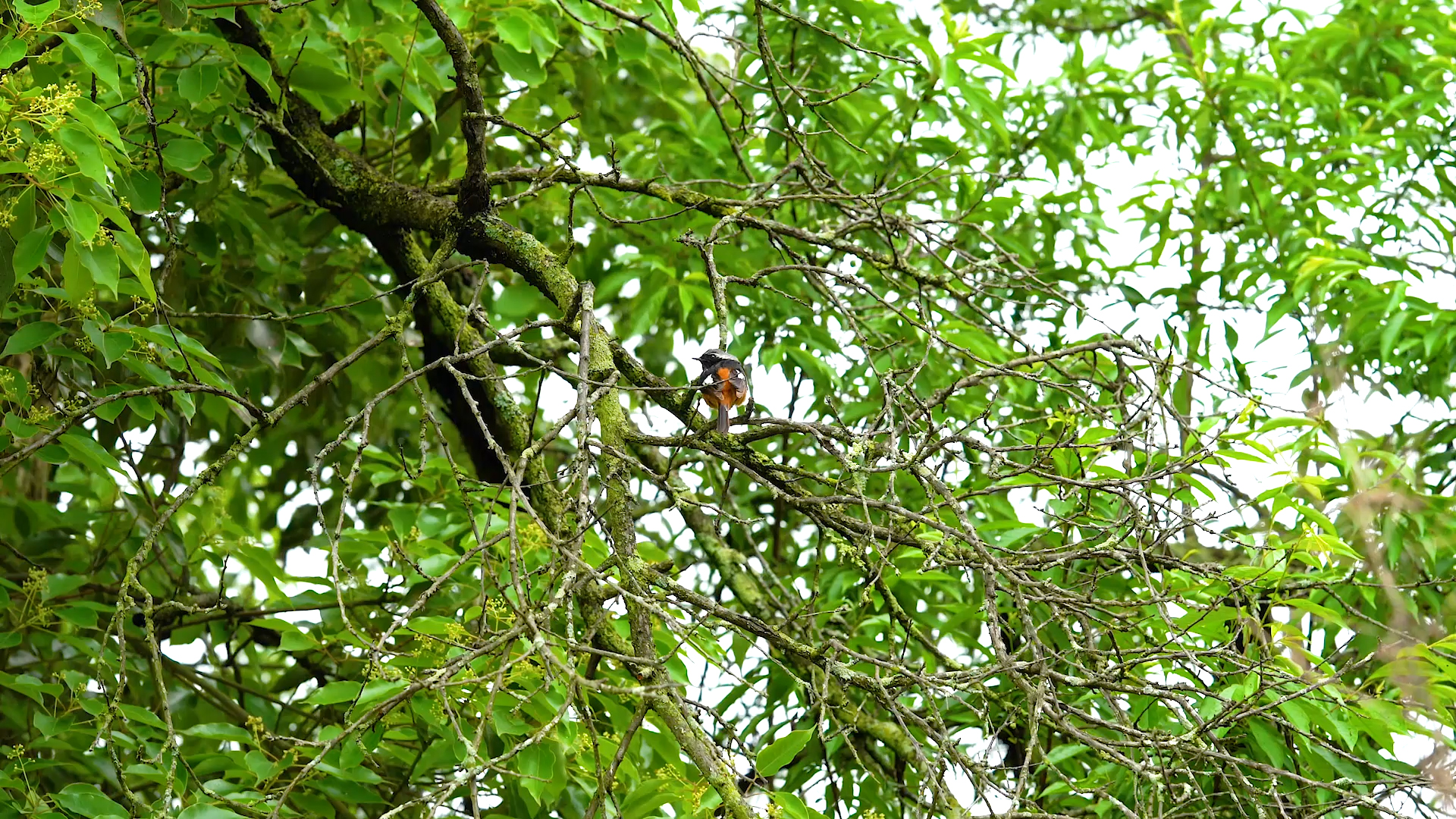 4K实拍雨后树枝上的小鸟大自然风景视频视频的预览图