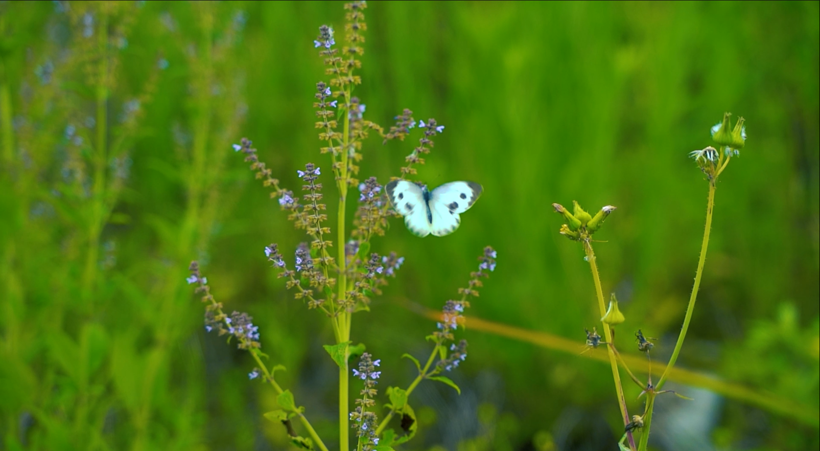 1080升格拍摄白蝴蝶在草丛中飞舞视频的预览图