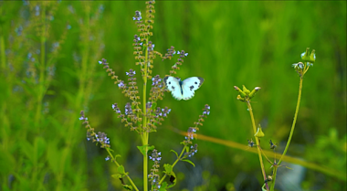1080升格拍摄白蝴蝶在草丛中飞舞视频的预览图