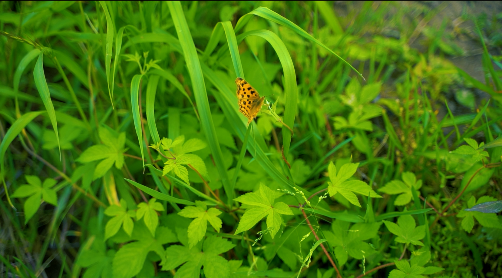 1080升格拍摄蝴蝶停留在草丛中飞舞视频的预览图