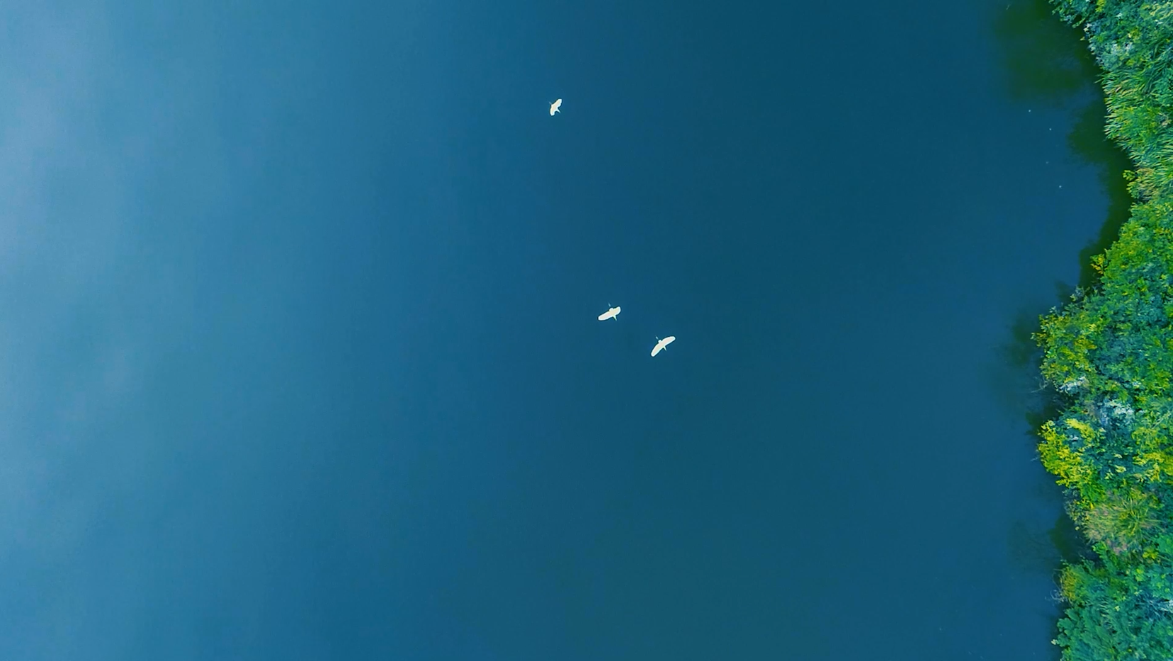 4K升格航拍白鹭飞过蓝色水面视频的预览图