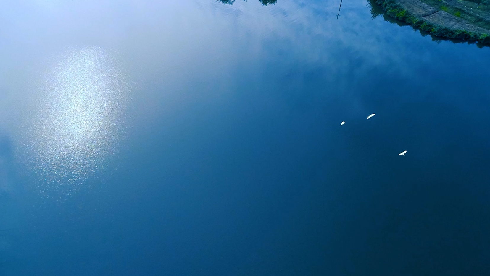 4K升格航拍白鹭飞过波光粼粼的水面视频的预览图