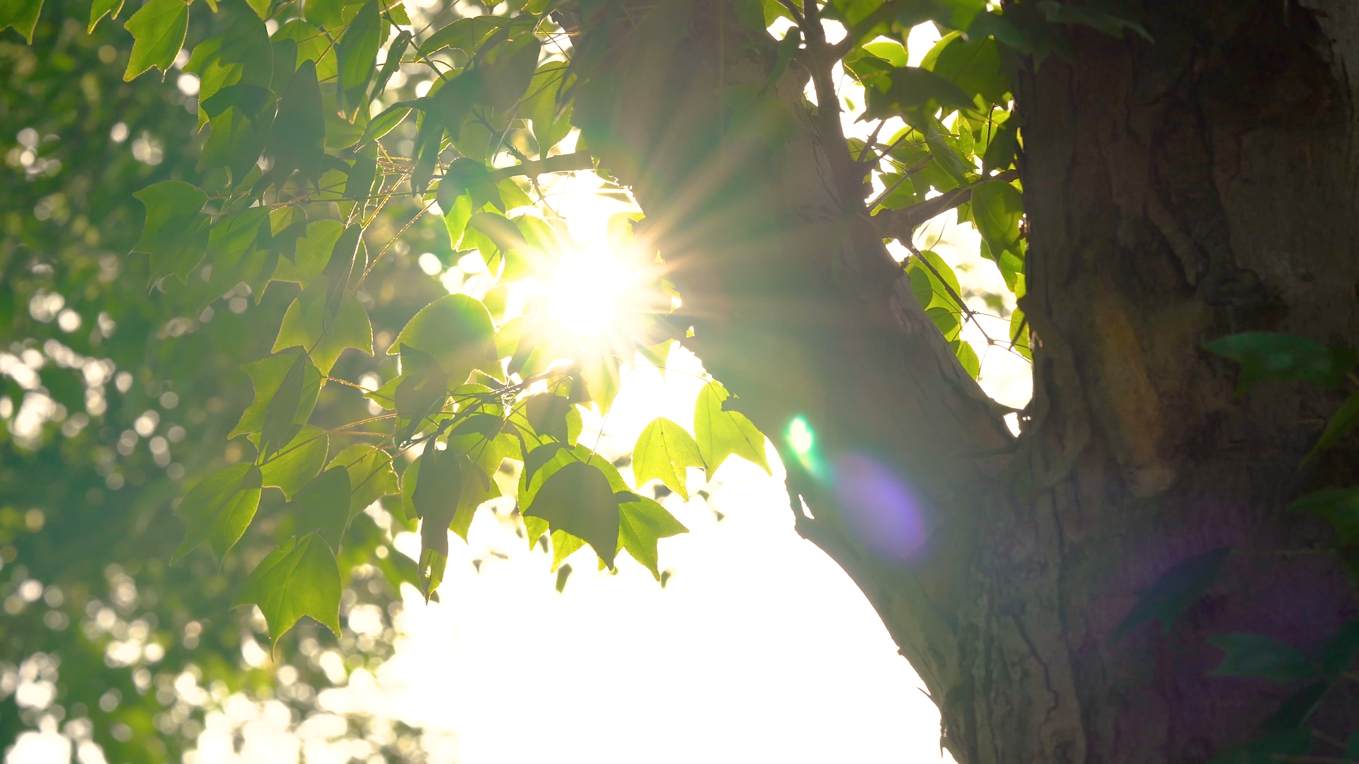 4K实拍夏天唯美阳光透过植物浪漫意境转场空镜视频的预览图