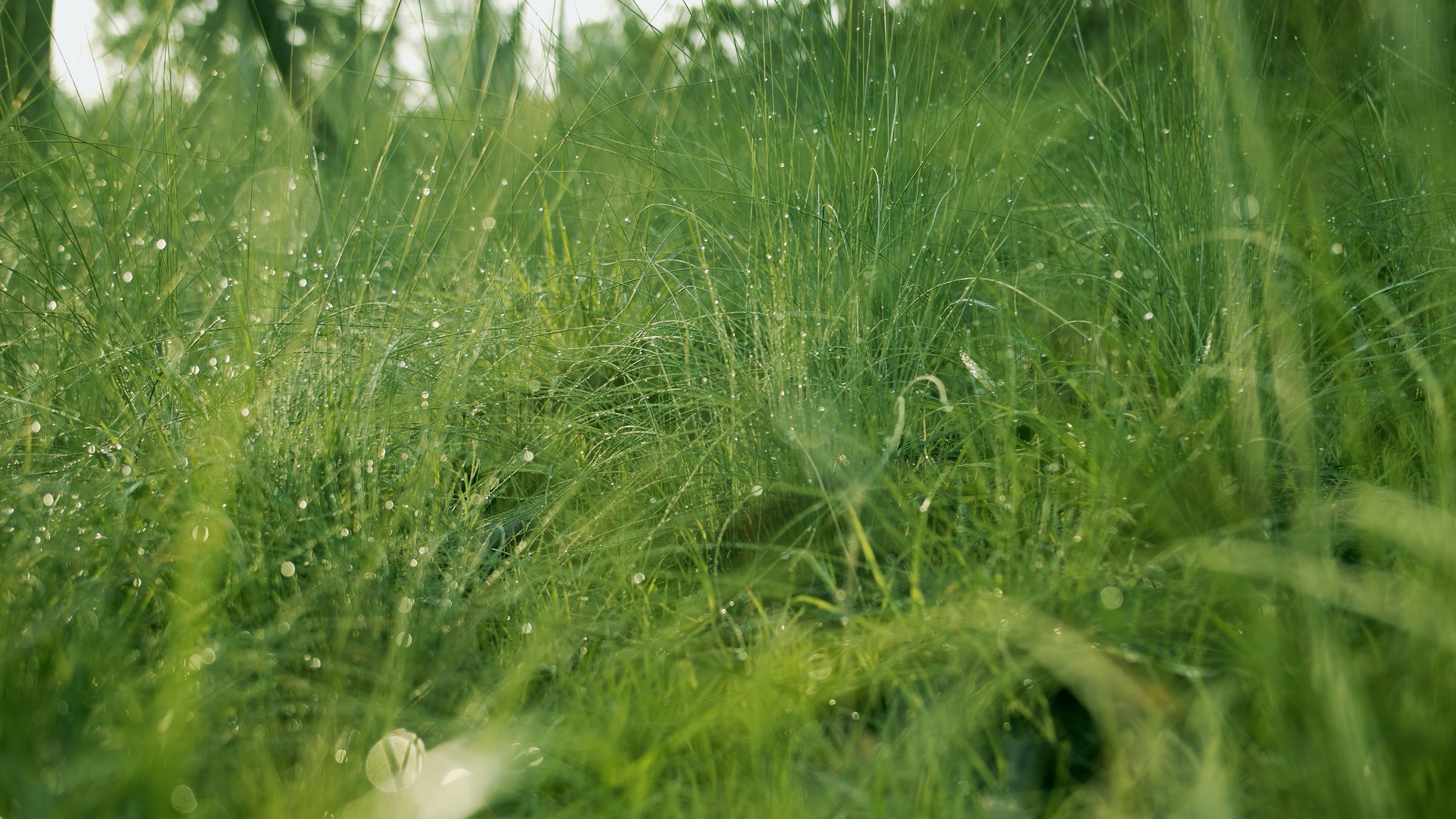 4K实拍清晨唯美植物绿草上的水珠视频的预览图