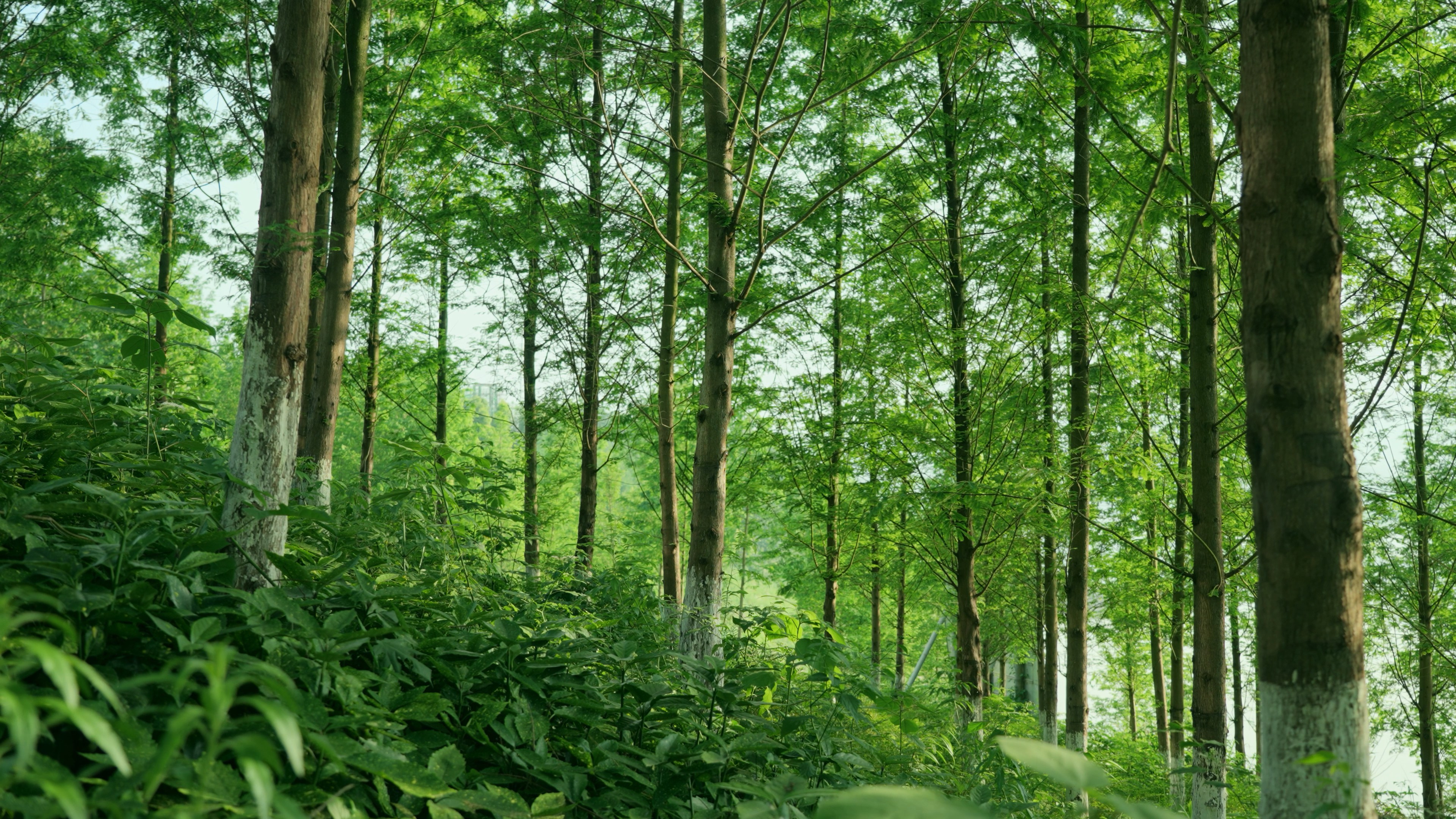 4k夏天清新树林森林树木绿色植物风景唯美空镜视频的预览图