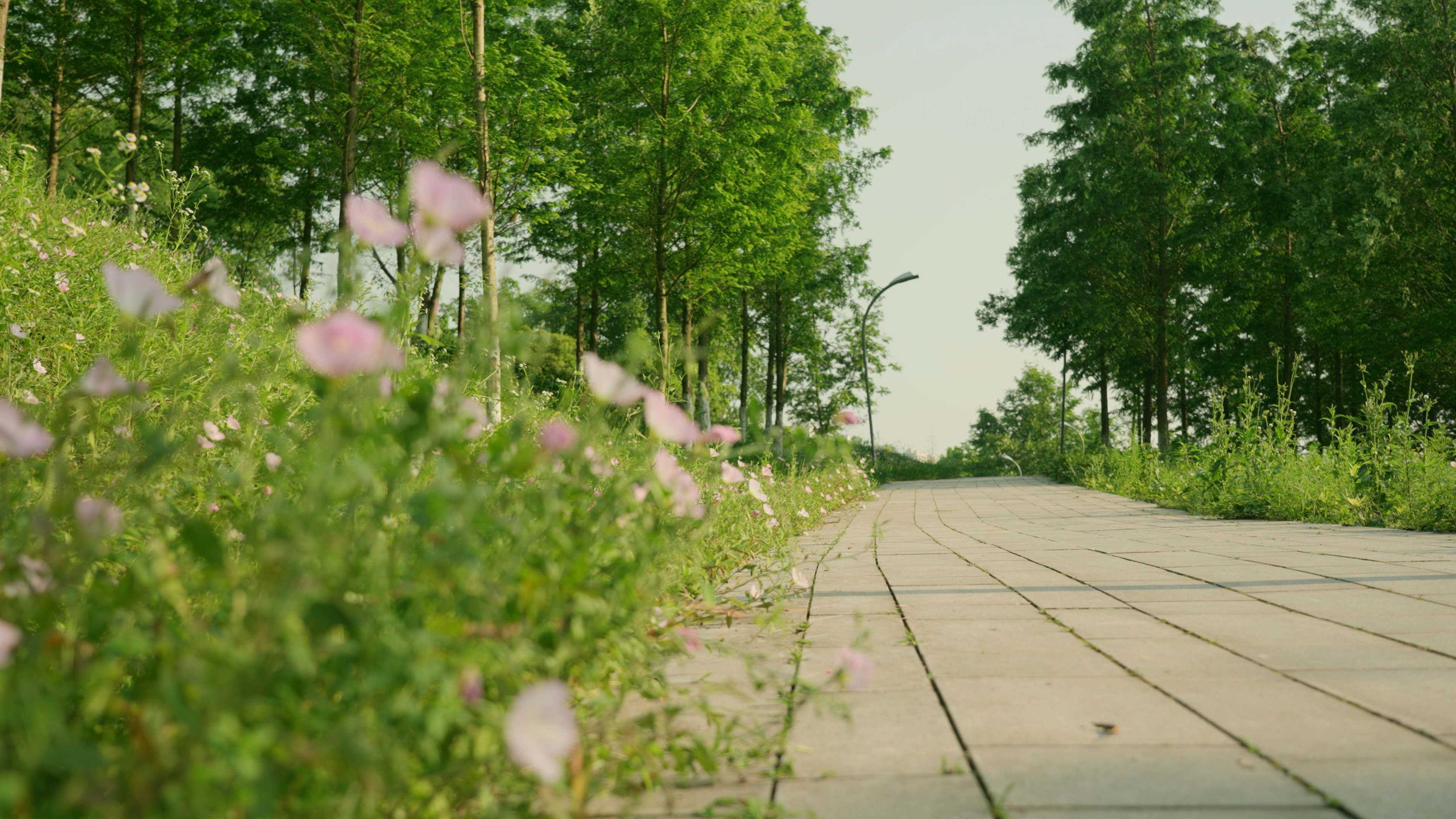 4k夏天清新鲜花盛开绿叶公园清净的小路转场空镜实拍视频的预览图