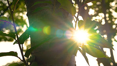 4K唯美夏天阳光透过树叶植物意境转场空镜头视频的预览图