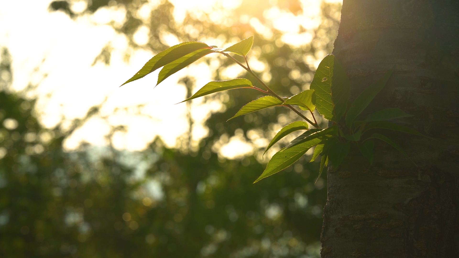 4K实拍夏天唯美植物透过阳光光影意境转场空镜视频的预览图