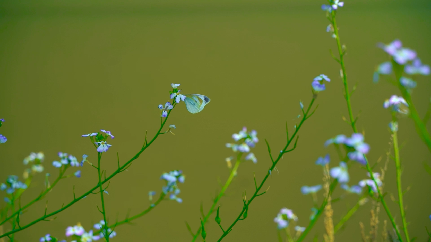 1080升格拍摄白蝴蝶在花丛中飞舞采蜜自然风景空镜视频的预览图