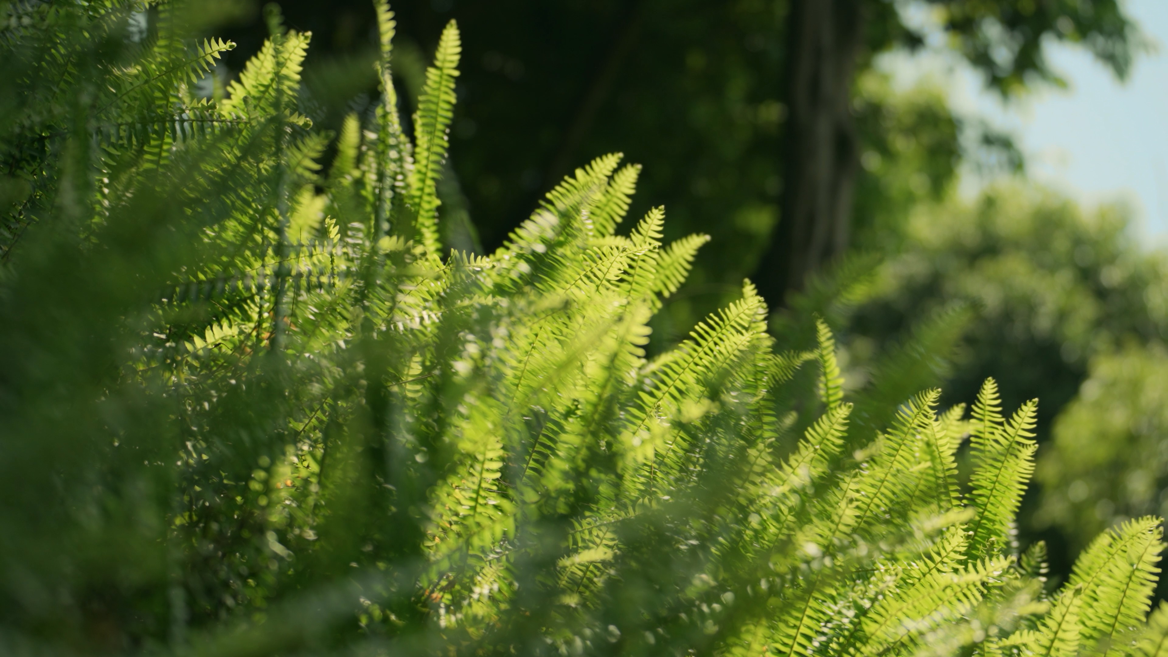 4k夏天绿植生机勃勃自然风景空镜实拍视频的预览图