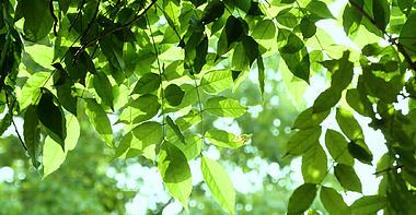 4K夏天绿植树叶透光风景空镜视频视频的预览图