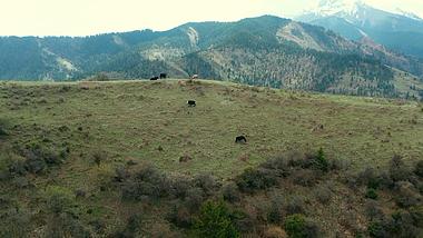 4k航拍家畜牦牛在山峰上吃草觅食视频的预览图