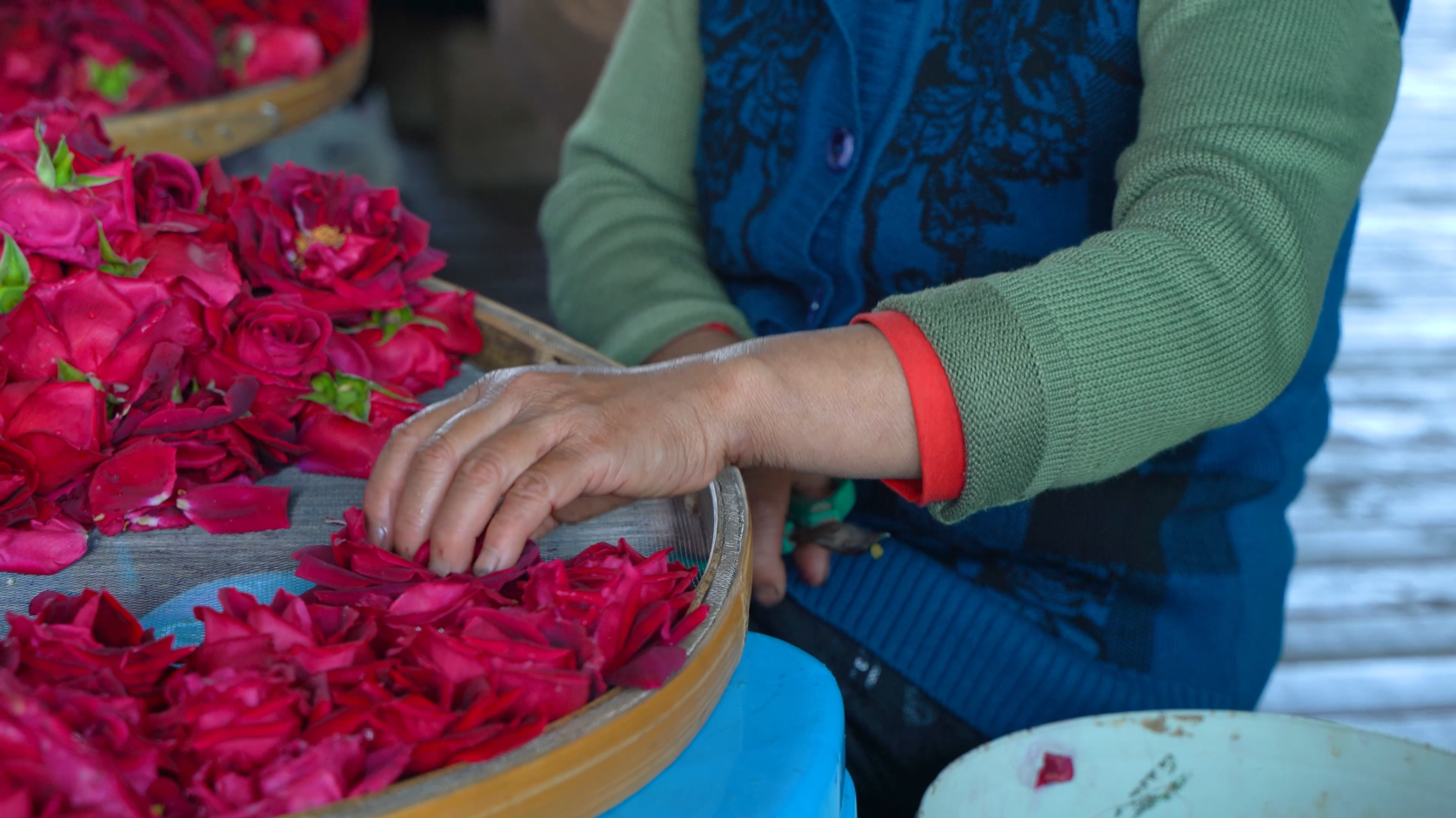 4K实拍工人制作玫瑰花茶农业经济发展视频的预览图