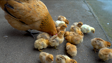 4K实拍刚孵化出来的小鸡家禽土鸡养殖业视频的预览图