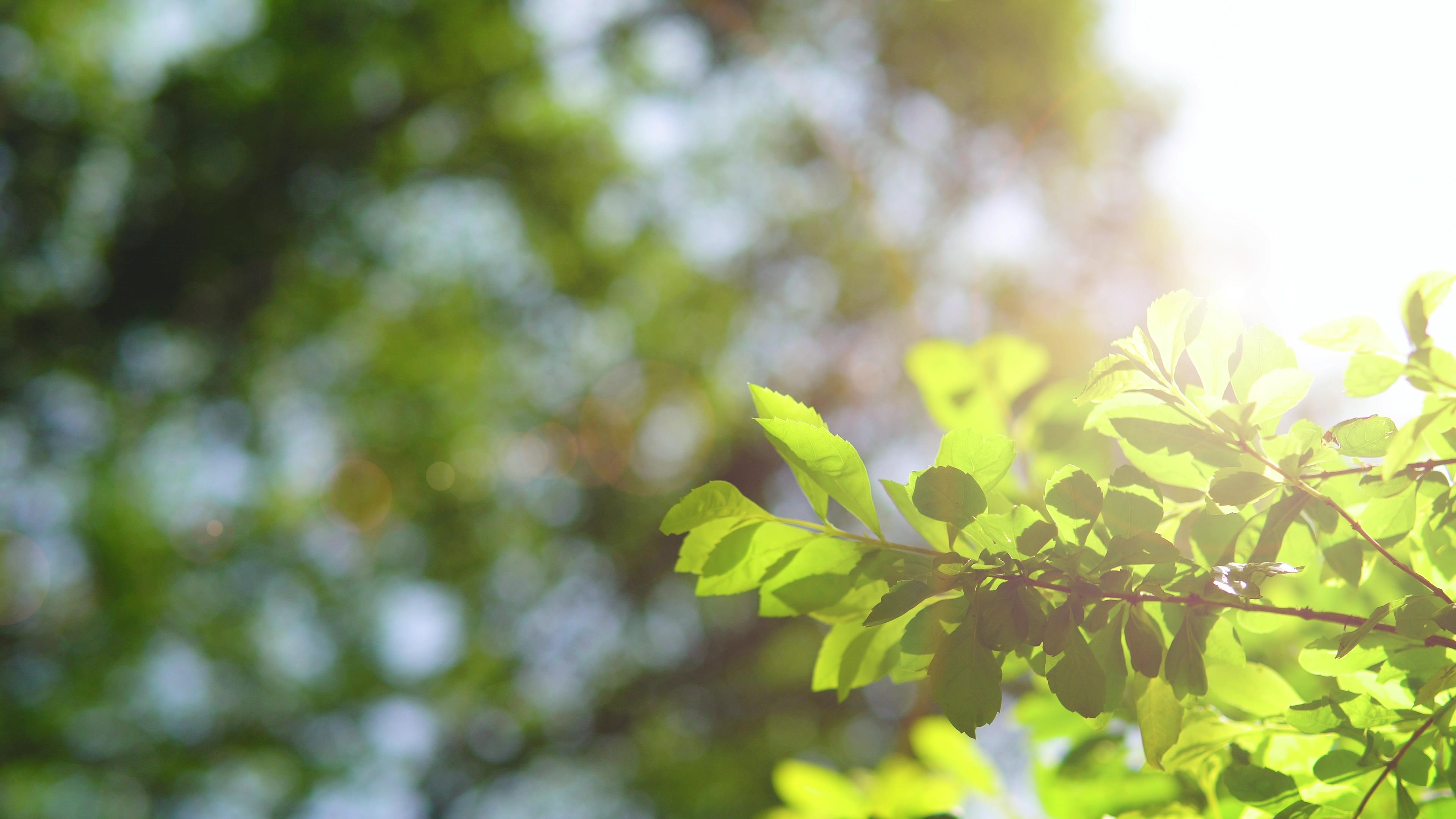 4K夏天唯美小清新阳光下的植物树叶光影视频素材视频的预览图