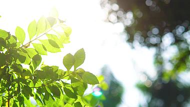 4K夏天小清新阳光照射下树叶光影空镜视频素材视频的预览图