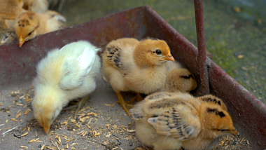 4K实拍母鸡小鸡鸡苗农业家禽养殖业农业视频视频的预览图