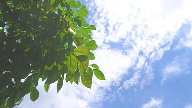 4K仰拍夏天蓝天白下阳光树叶视频素材视频的预览图