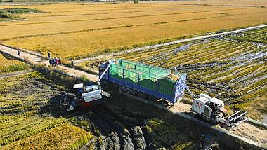 4K航拍秋收丰收稻谷收割机械装车农业视频视频的预览图