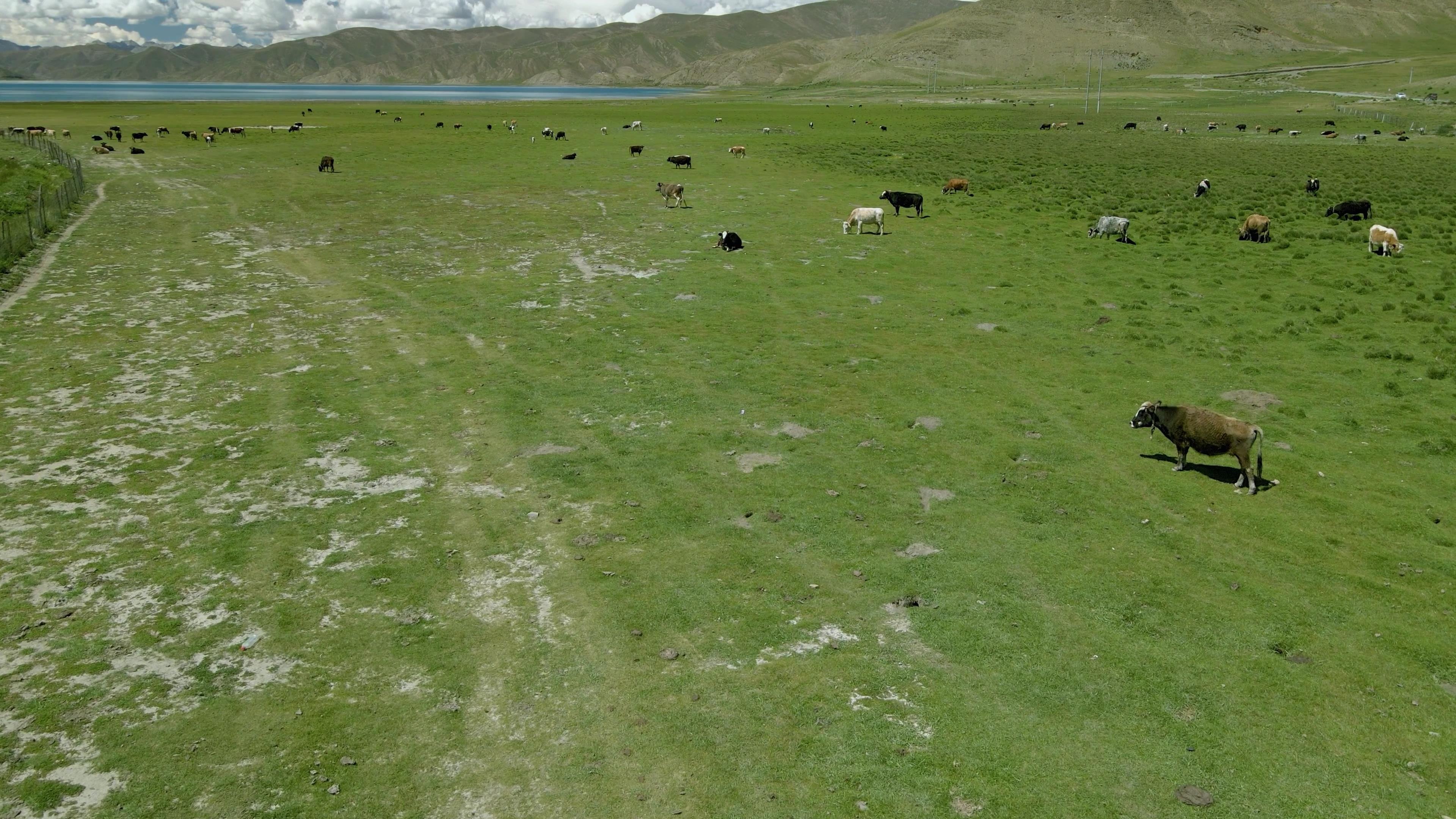 4K夏季草原养殖牧场奶牛放牧航拍视频素材视频的预览图