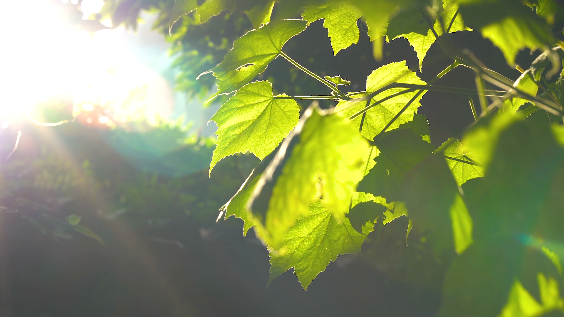 4k实拍唯美夏日阳光透过植物空镜头视频的预览图