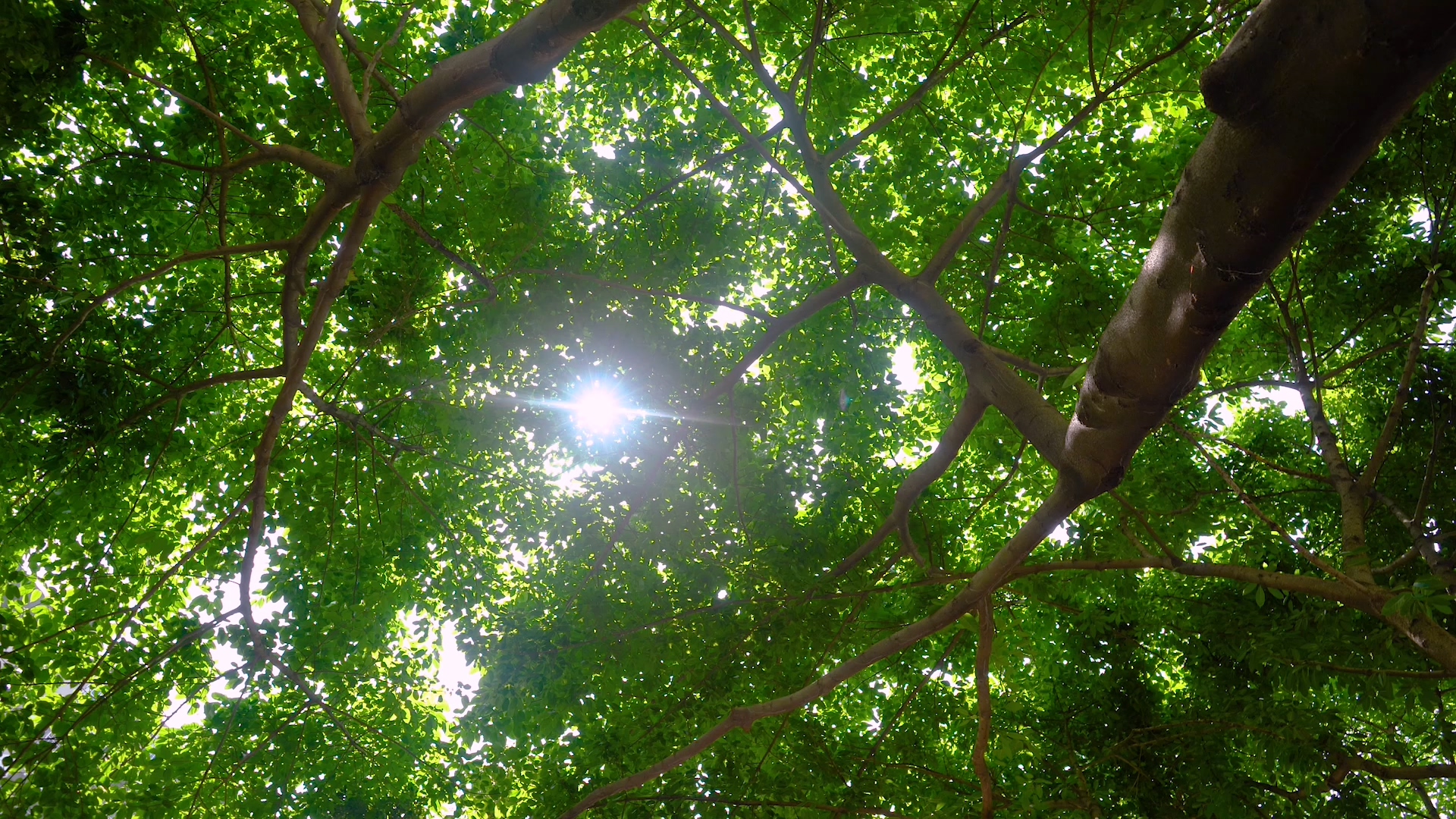 4K唯美夏天阳光微微透过树叶光影意境风景空镜视频的预览图