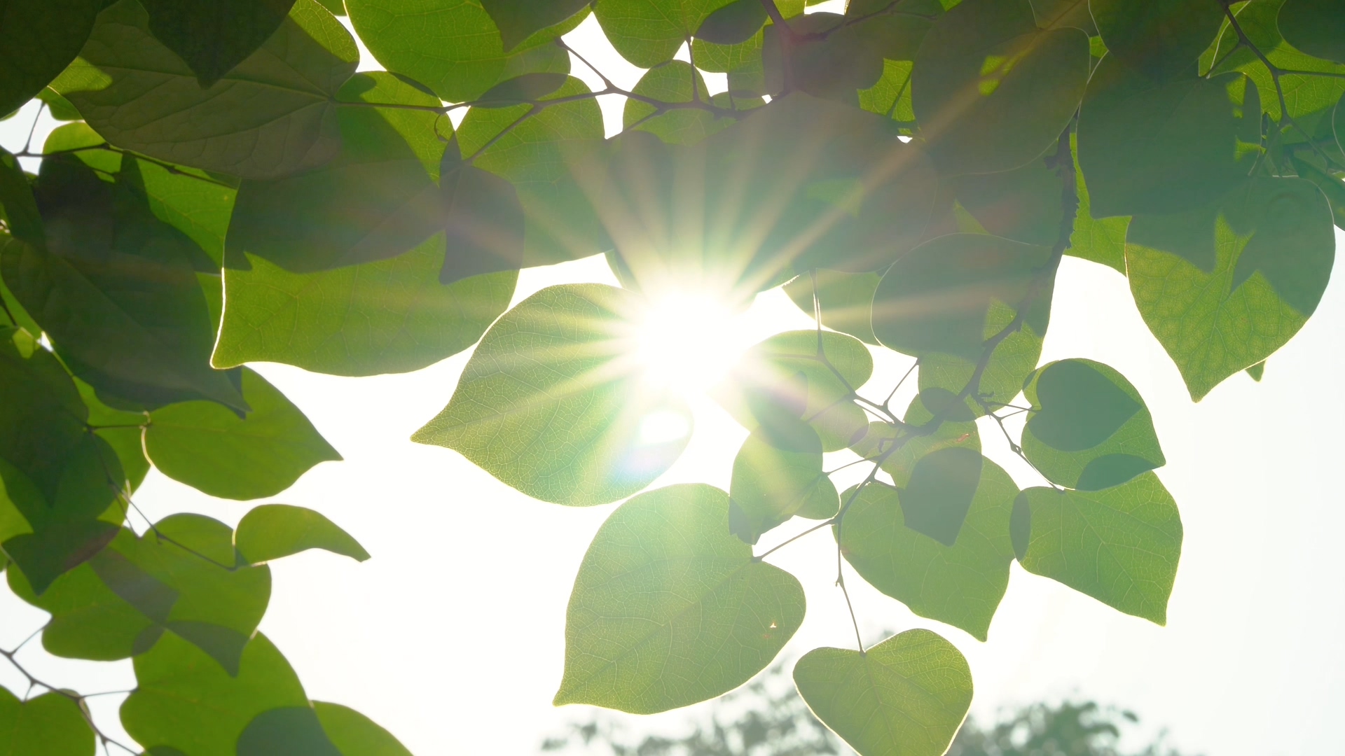 4K唯美夏天实拍阳光投过树叶小清新光影空镜头视频的预览图