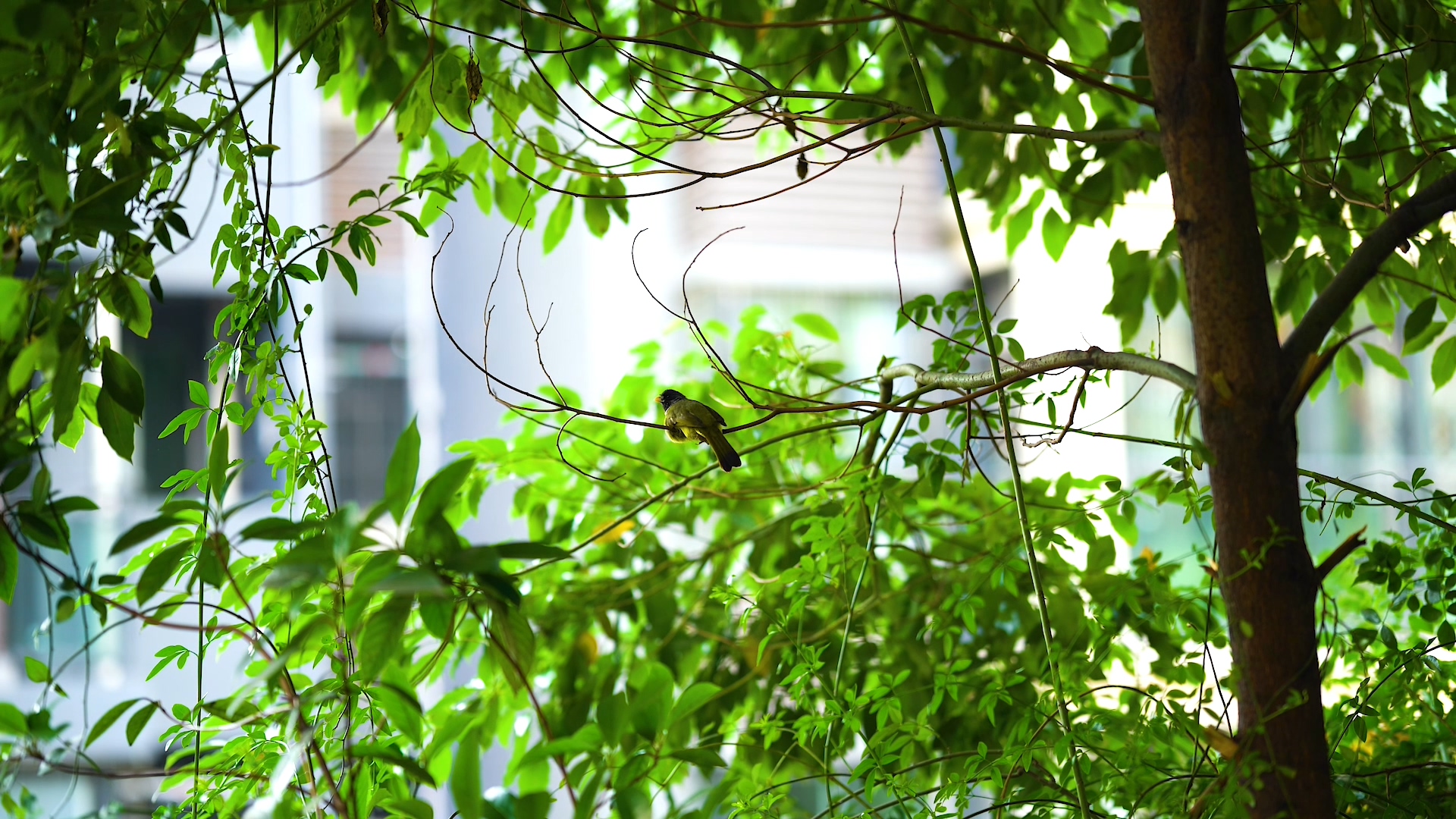 4K实拍树枝上的小鸟意境自然风景视频视频的预览图