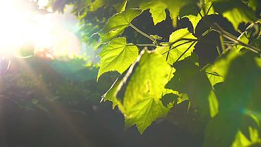 4K夏天唯美阳光透过植物叶子意境风景空镜视频的预览图