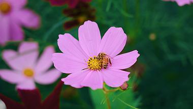 4k特写小蜜蜂花朵采蜜唯美自然空镜意境视频的预览图