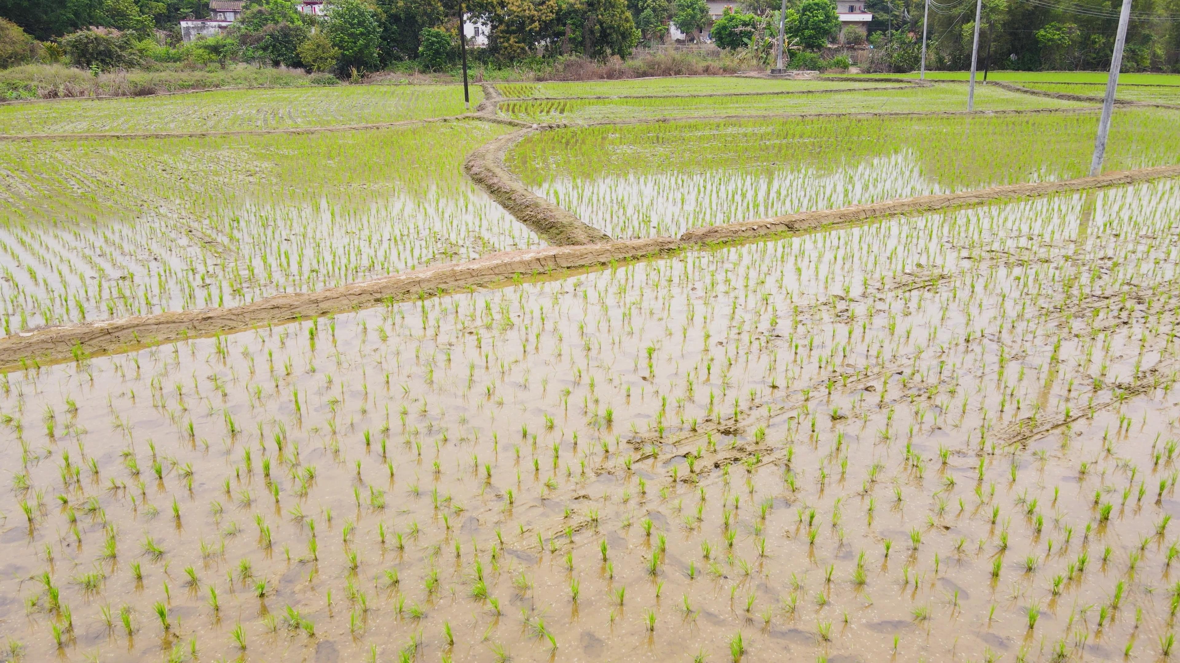 4K田里刚种植的水稻农田农业视频素材视频的预览图