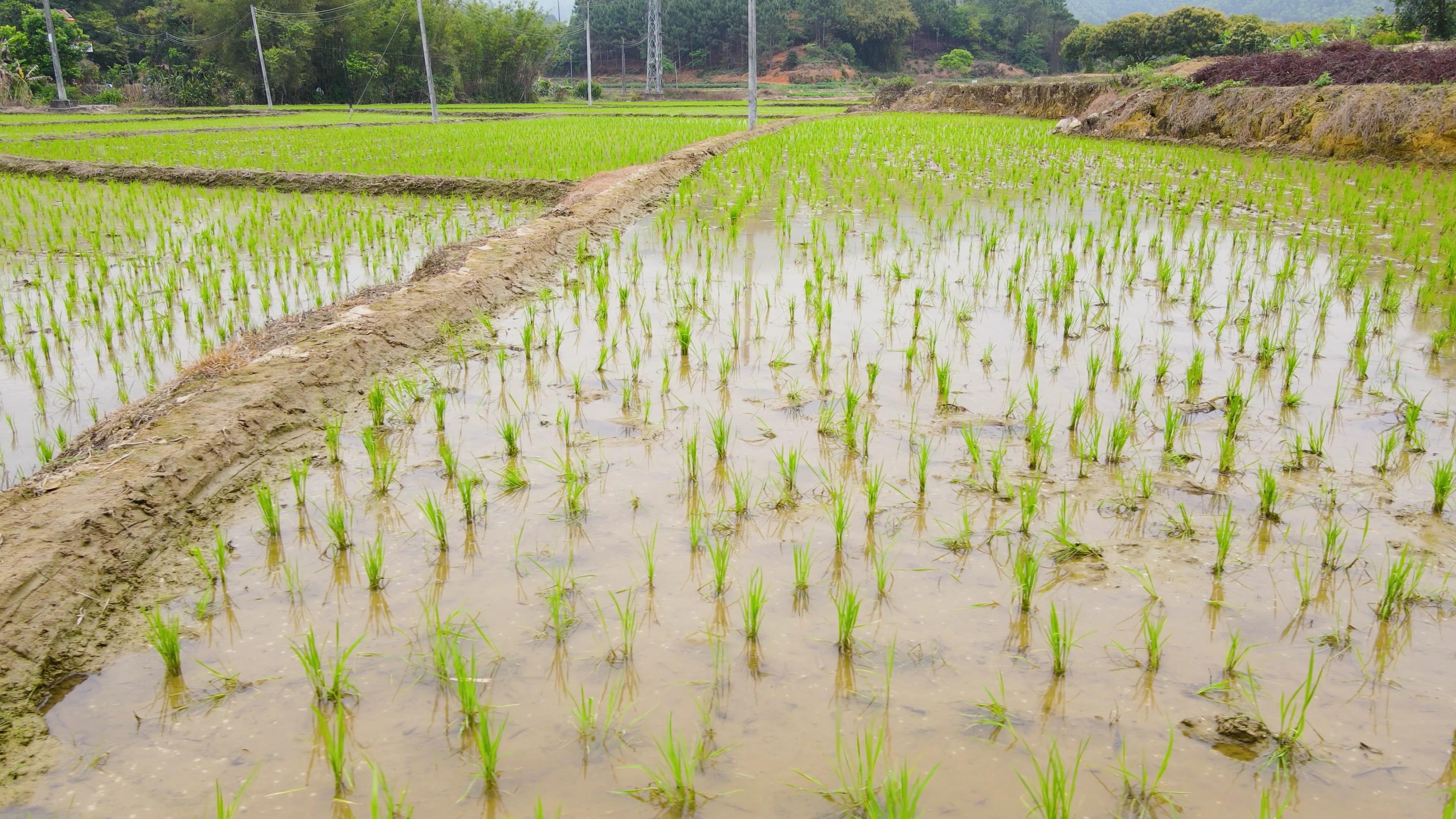4K田里刚种植的水稻农田农业视频素材视频的预览图