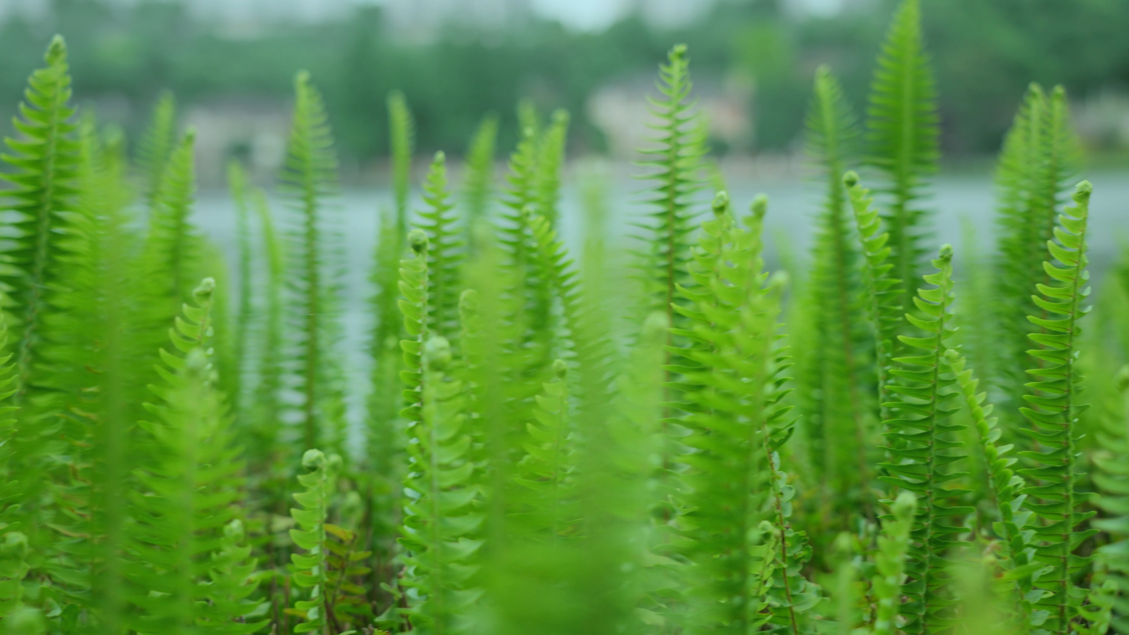 4k升格唯美湖边绿植植物风景空镜视频的预览图